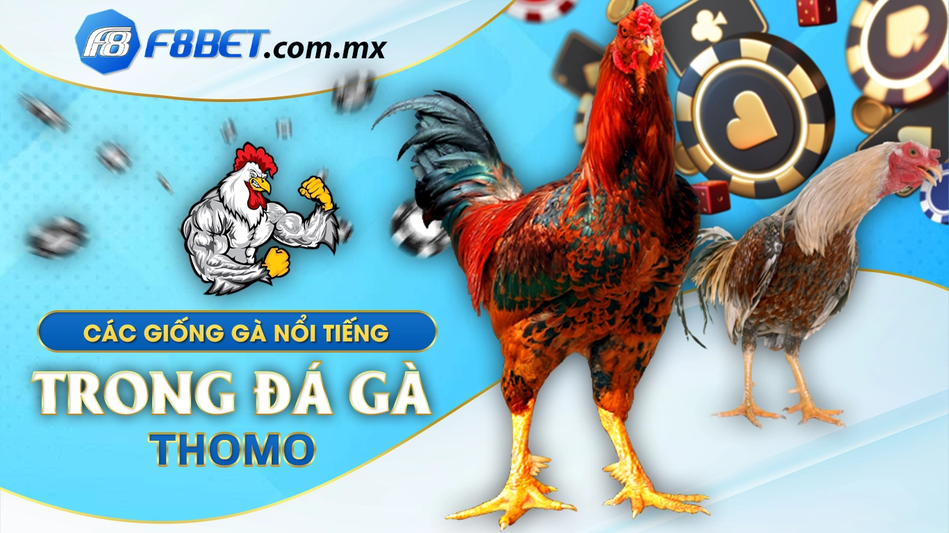 Các giống gà nổi tiếng trong đá gà thomo